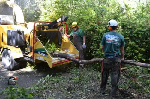 tree services Cedar Key